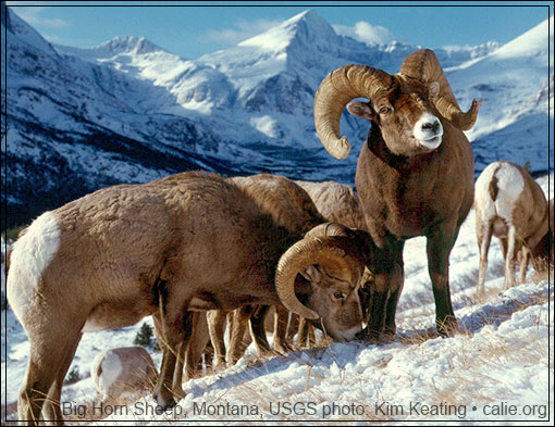 BIGHORN SHEEP, MONTANA