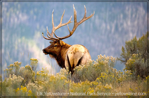 PHOTO: YELLOWSTONE NATIONAL PARK ELK