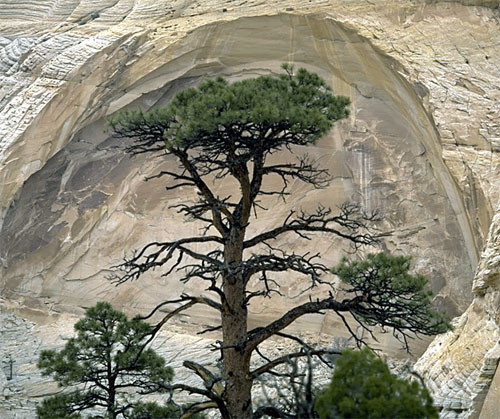 TREE OF PEACE