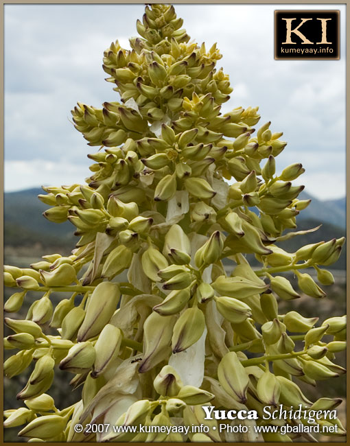 LARGE SOUTHERN CALIFONIA YUCCA PLANT IN FULL BLOOM