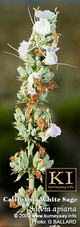 NATIVE CALIF PLANT GUIDE