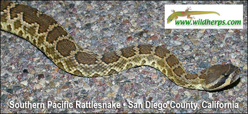 SAN DIEGO COUNTY SNAKE PICTURES