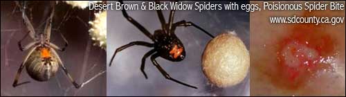 BLACK WIDOW SPIDER