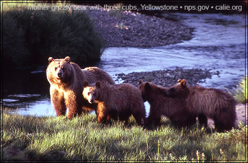 YELLOWSTONE GRIZZLY BEARS PICTURES