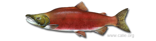 Sockeye salmon (Oncorhynchus nerka) from the Northern Pacific Ocean. Timothy Knepp of the Fish and Wildlife Service (Wikimedia)