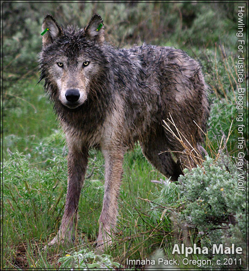 AMERICAN WOLF